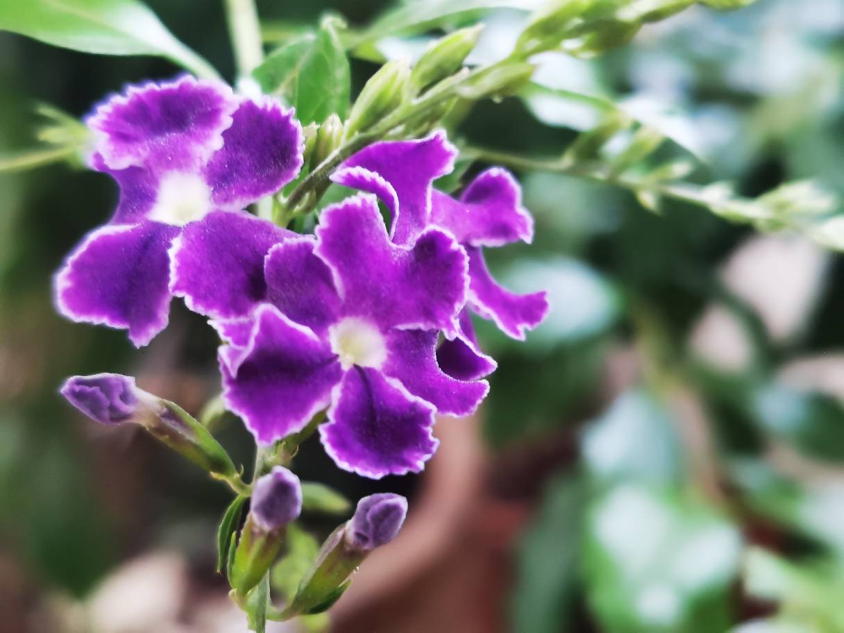 花卉