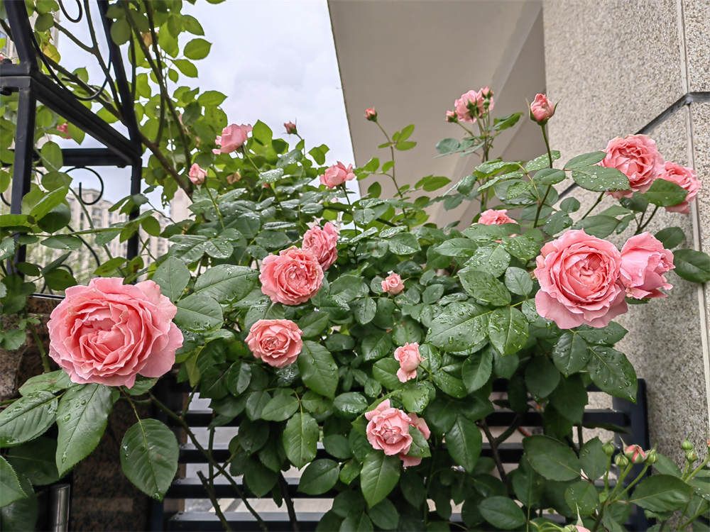 花卉