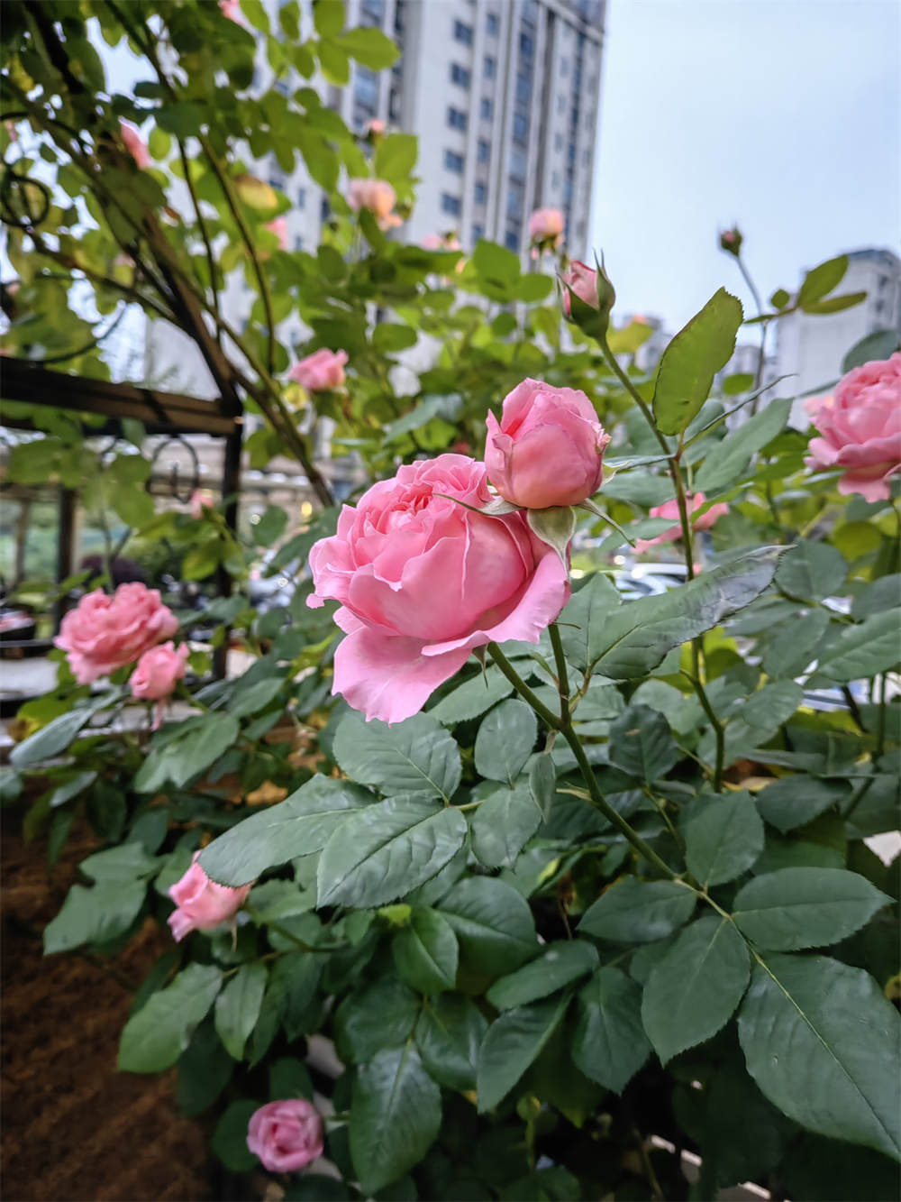 花卉