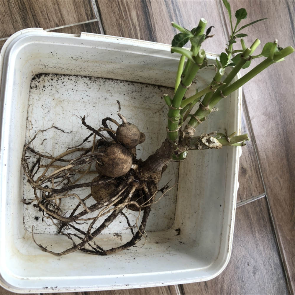 换盆