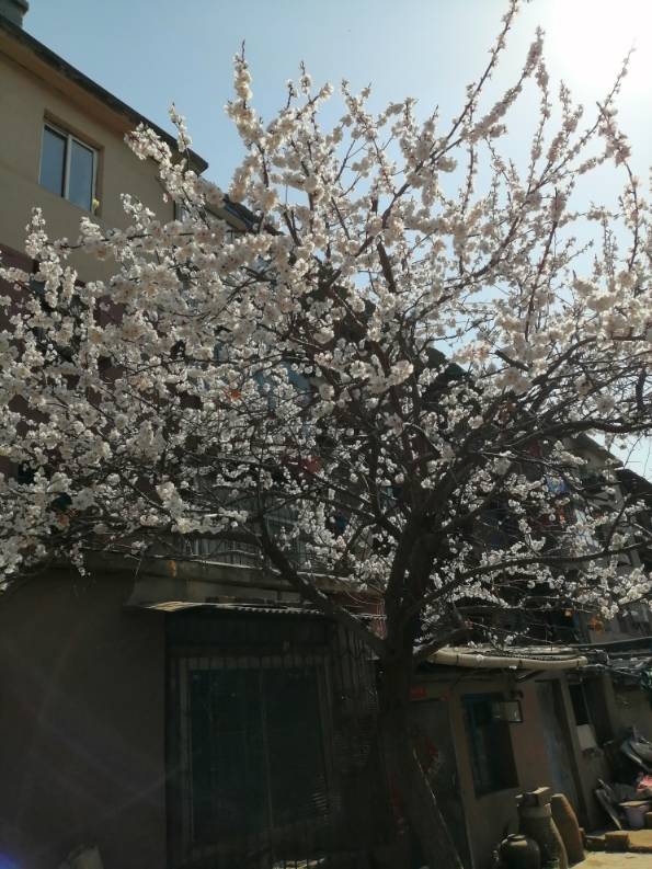 杏花
