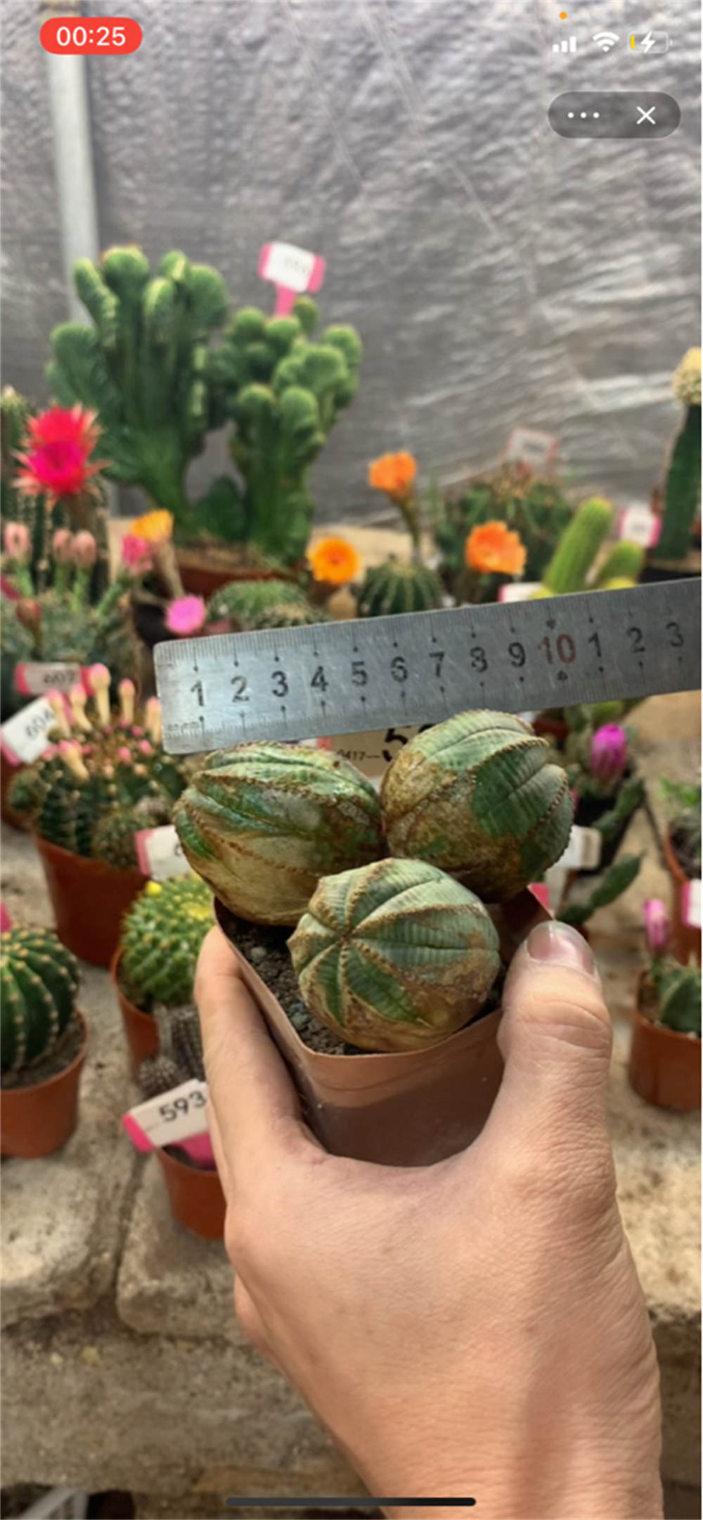 花卉