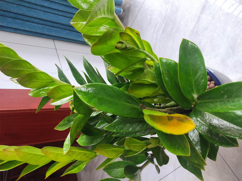 花卉