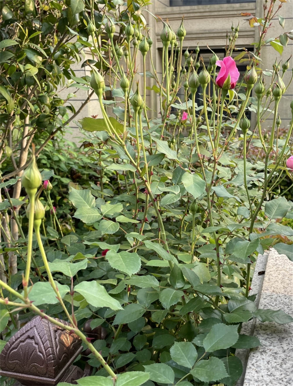 花苞