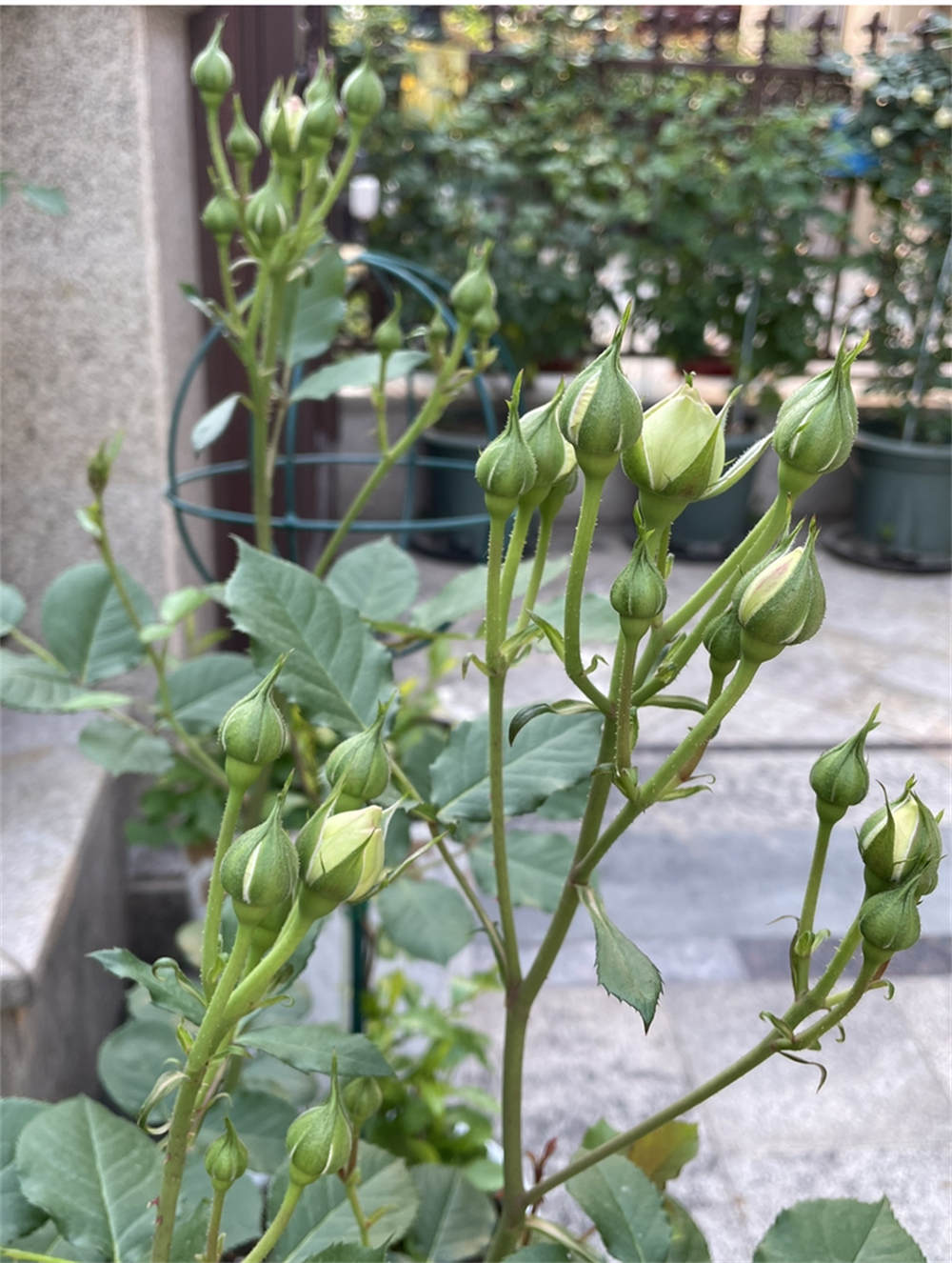 花苞