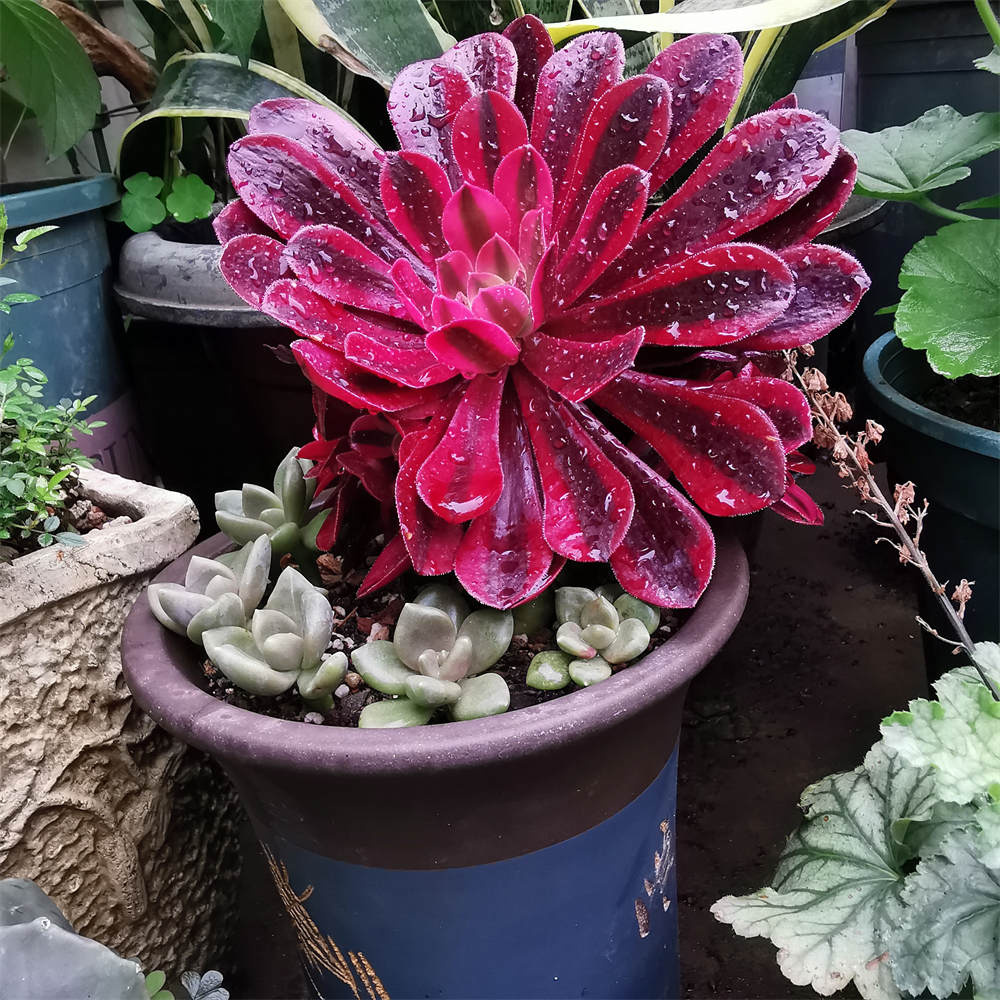 花卉