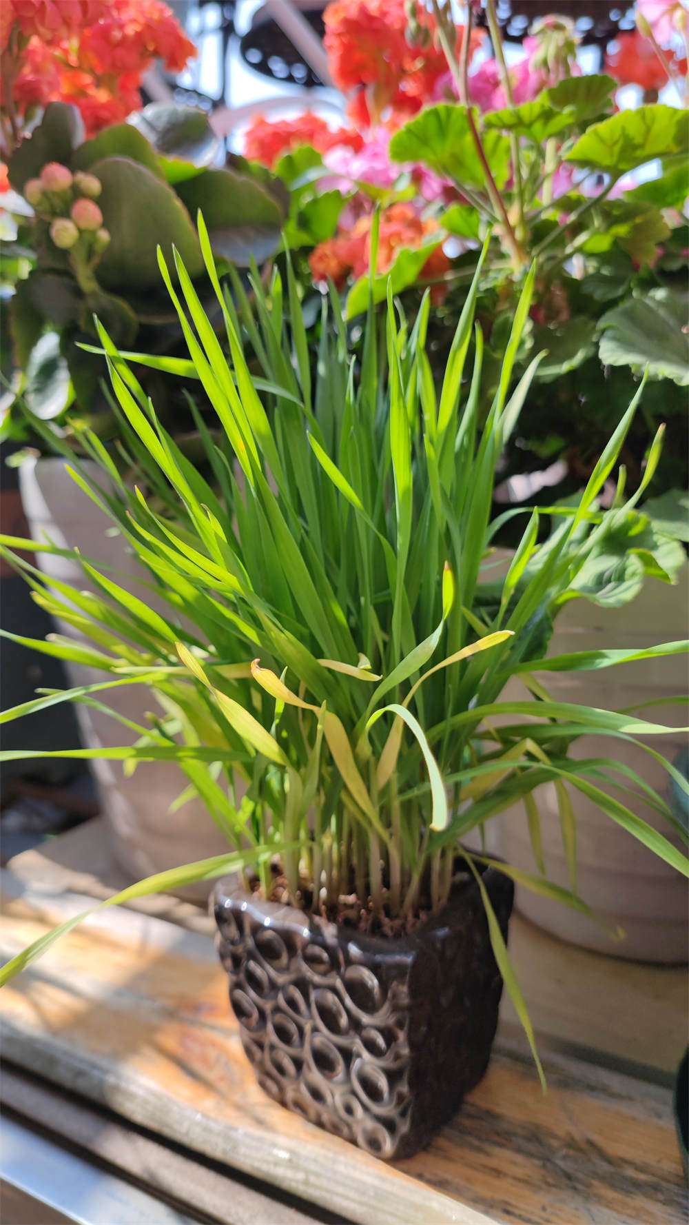 植物