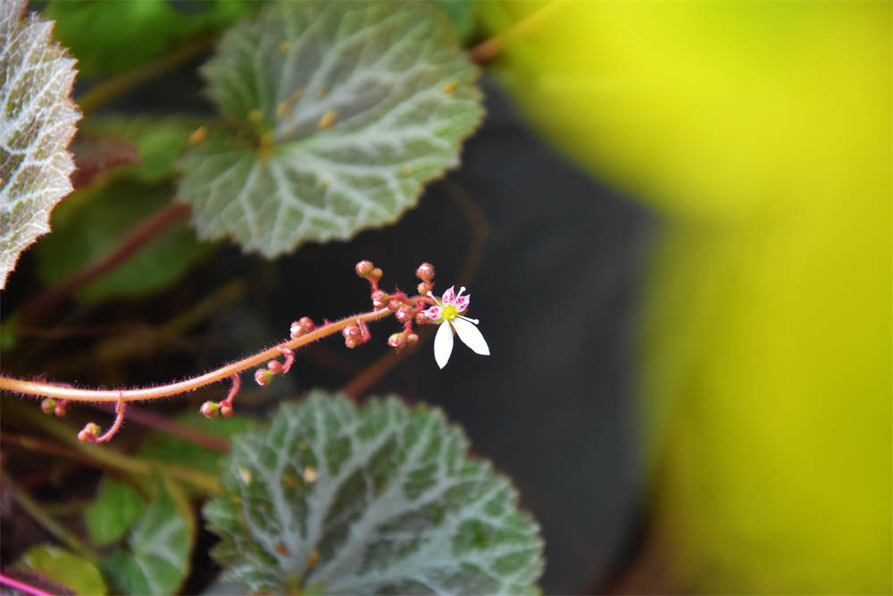 虎耳草
