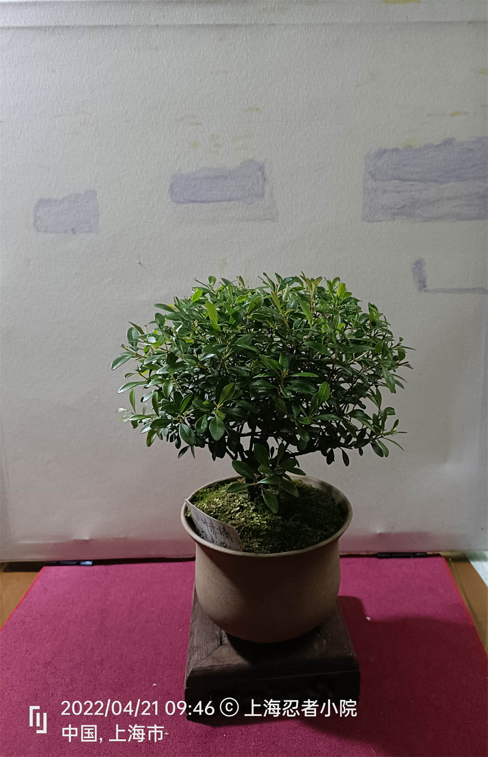 小叶赤楠