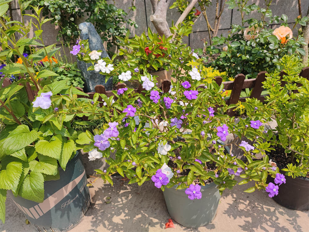 花卉