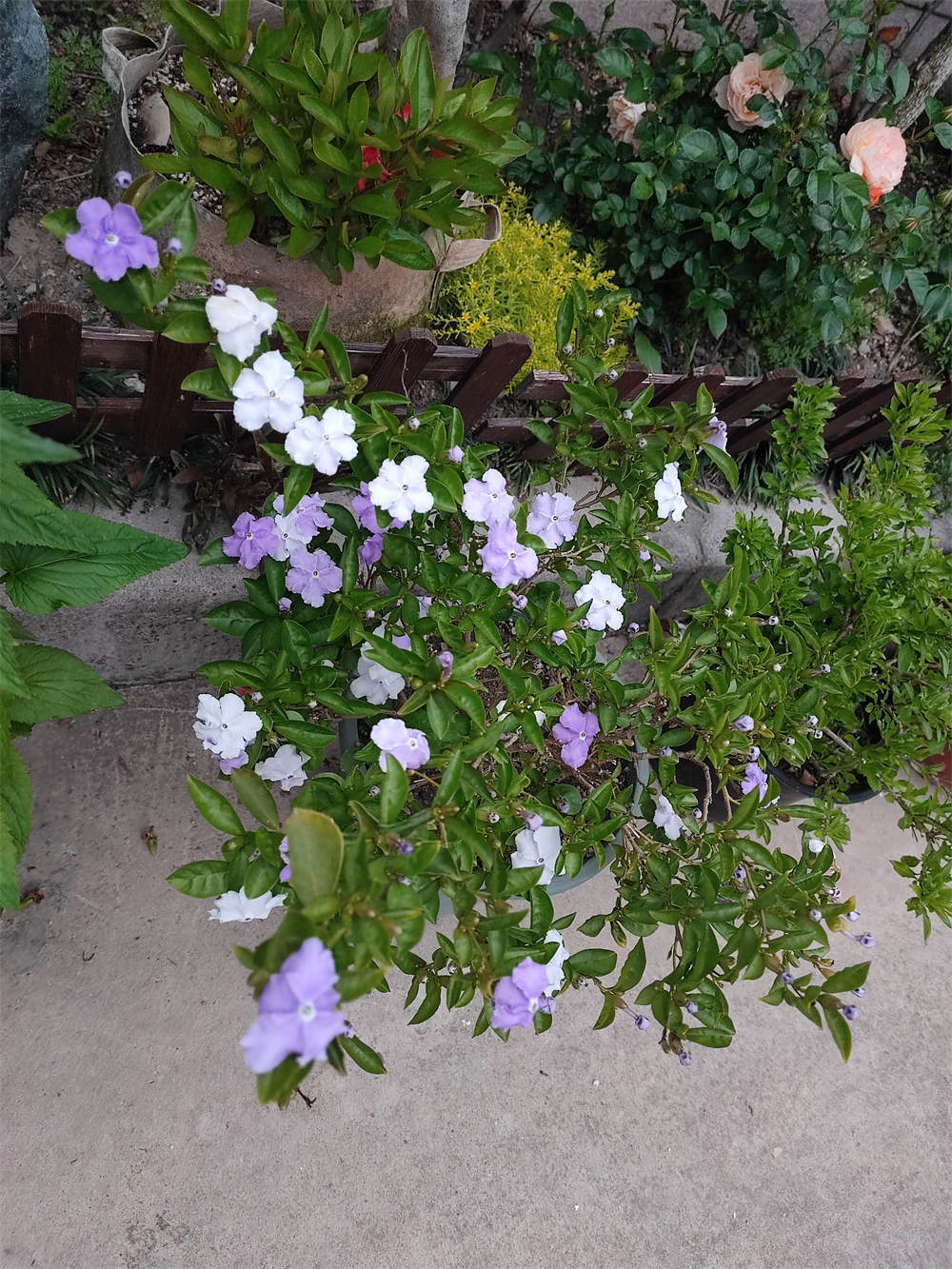 花卉