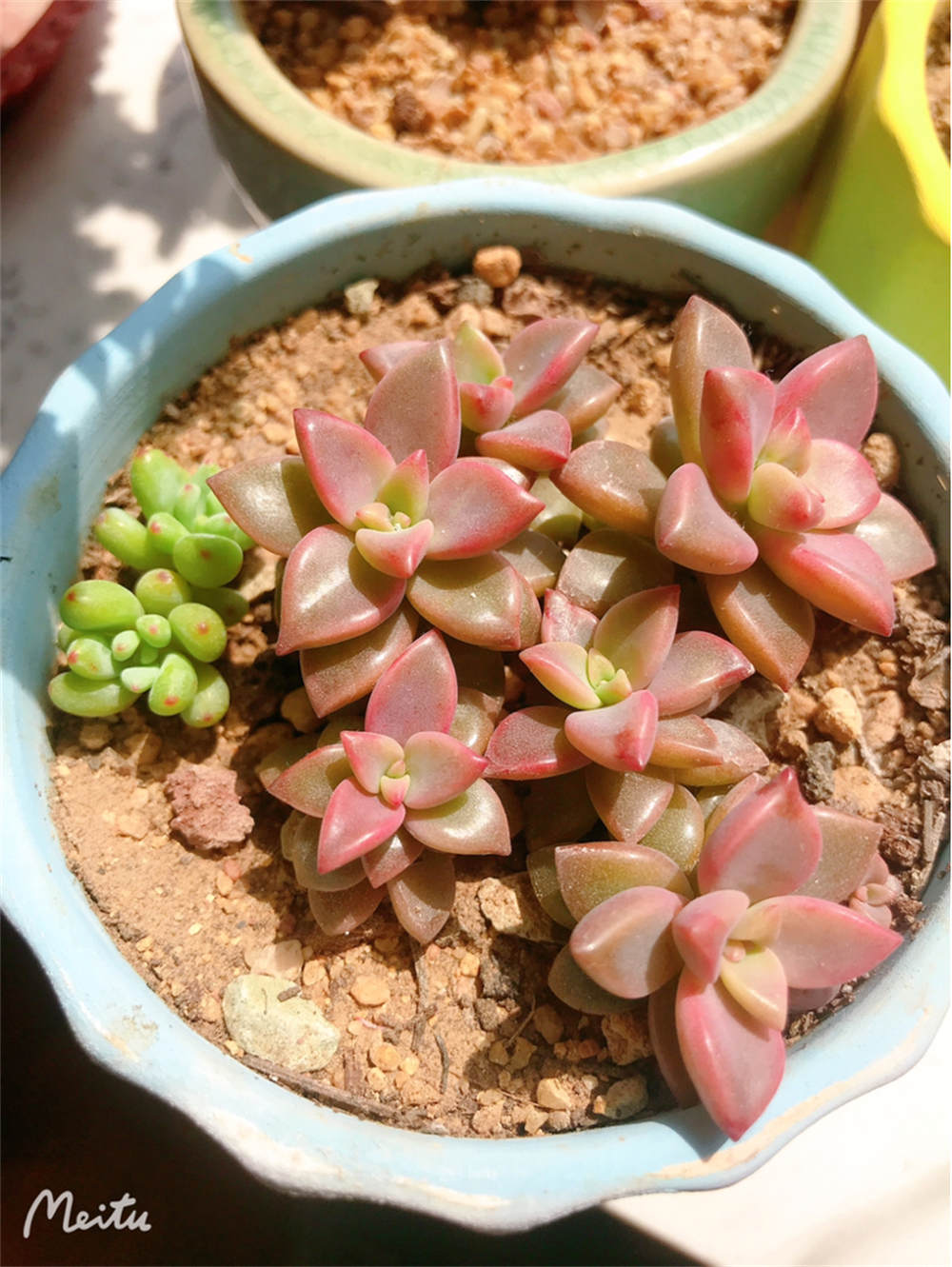 姬胧月