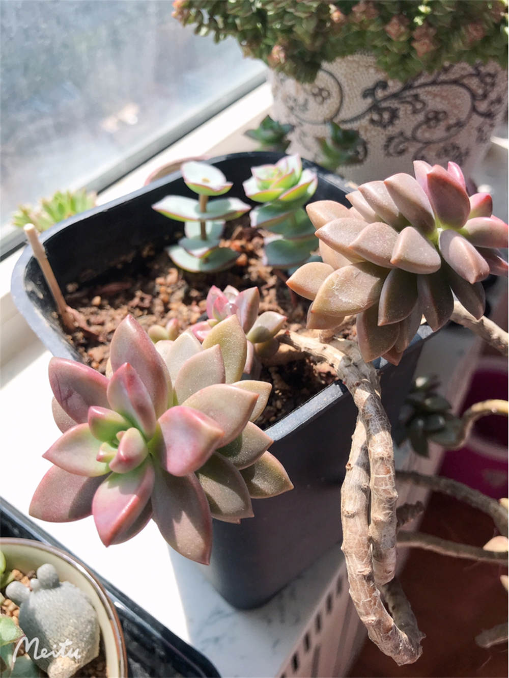 姬胧月
