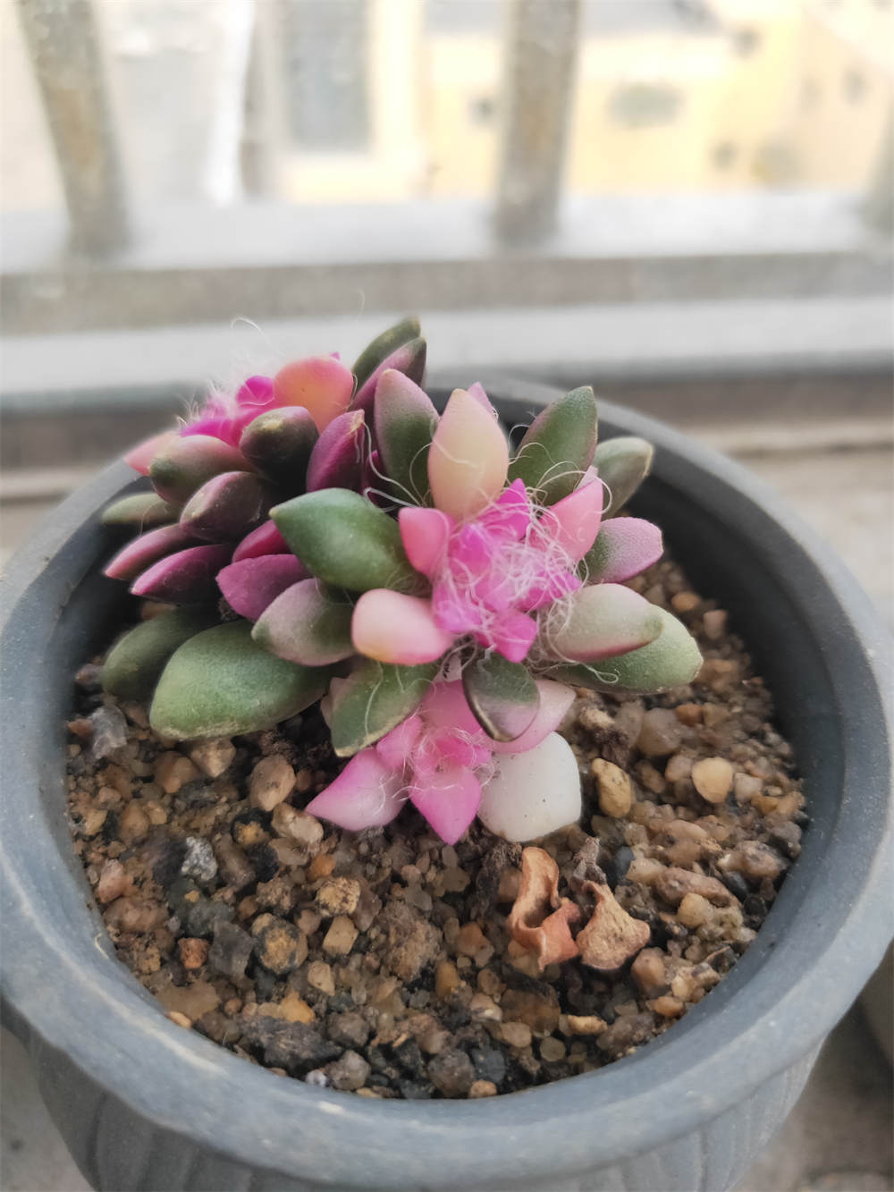 吹雪之松锦