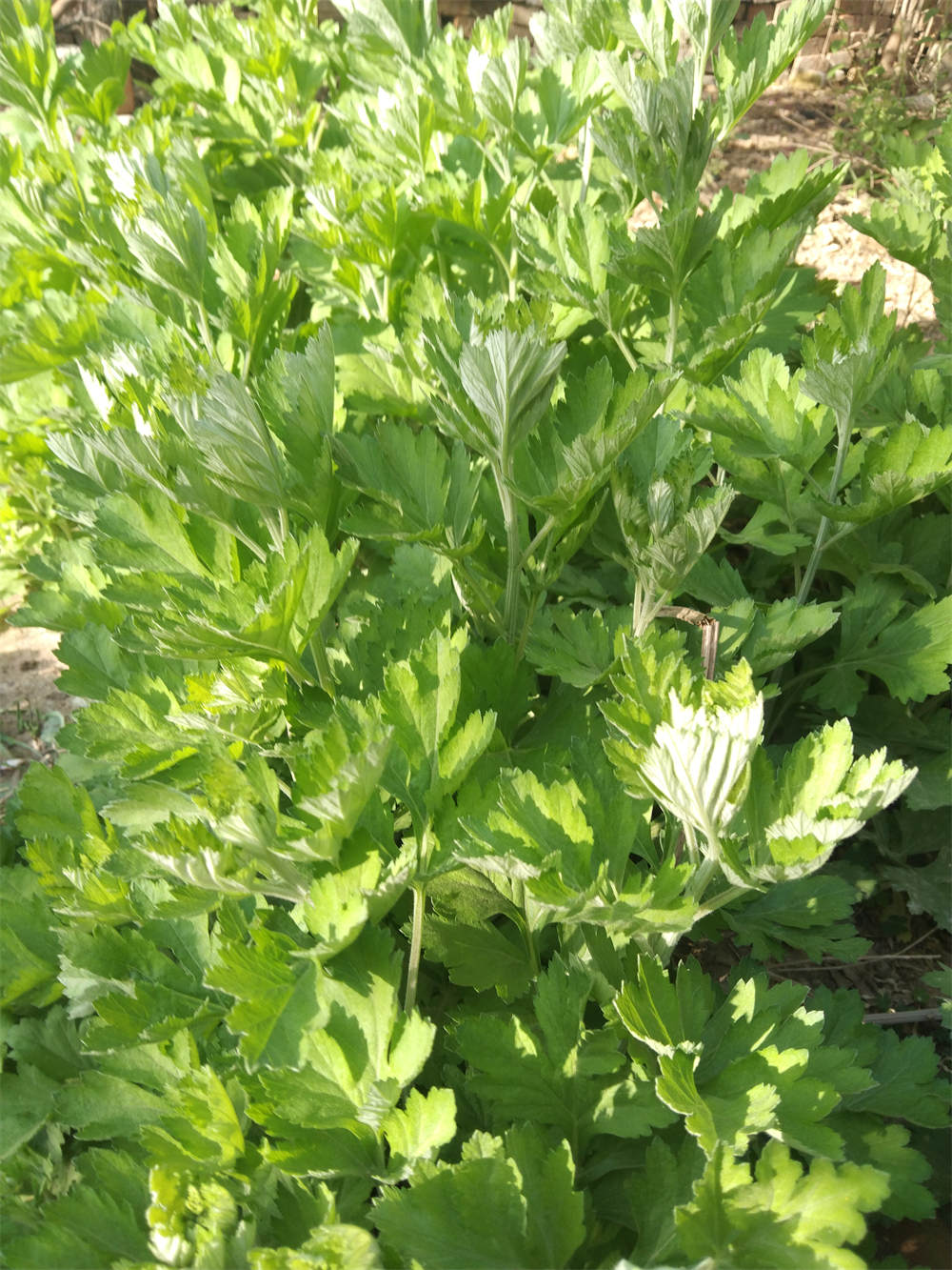 艾草