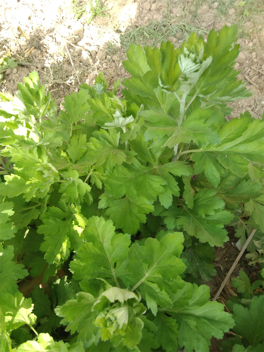 艾草