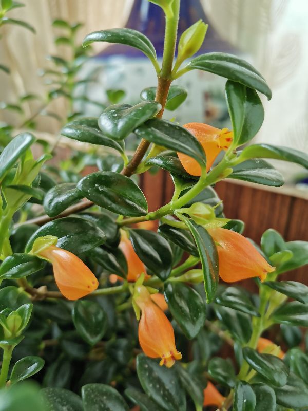 袋鼠花