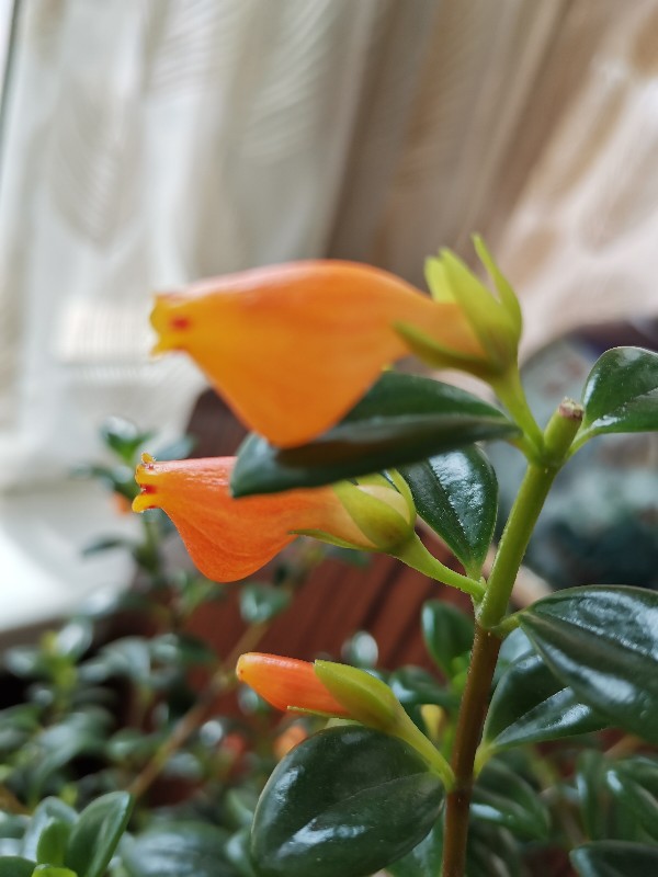 袋鼠花