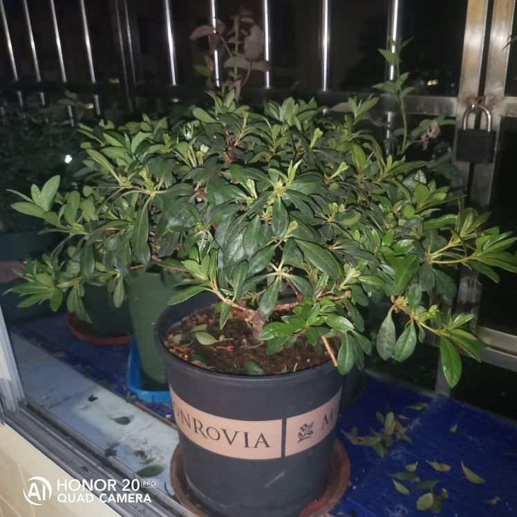 西洋杜鹃