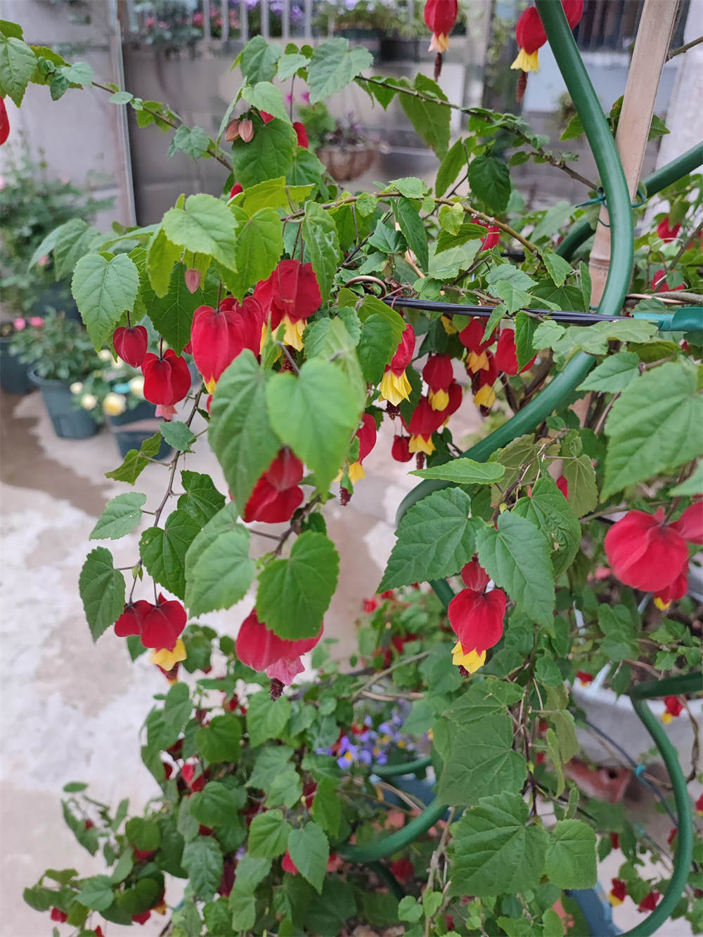 爬藤灯笼花