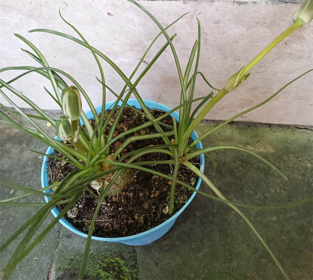 香兰