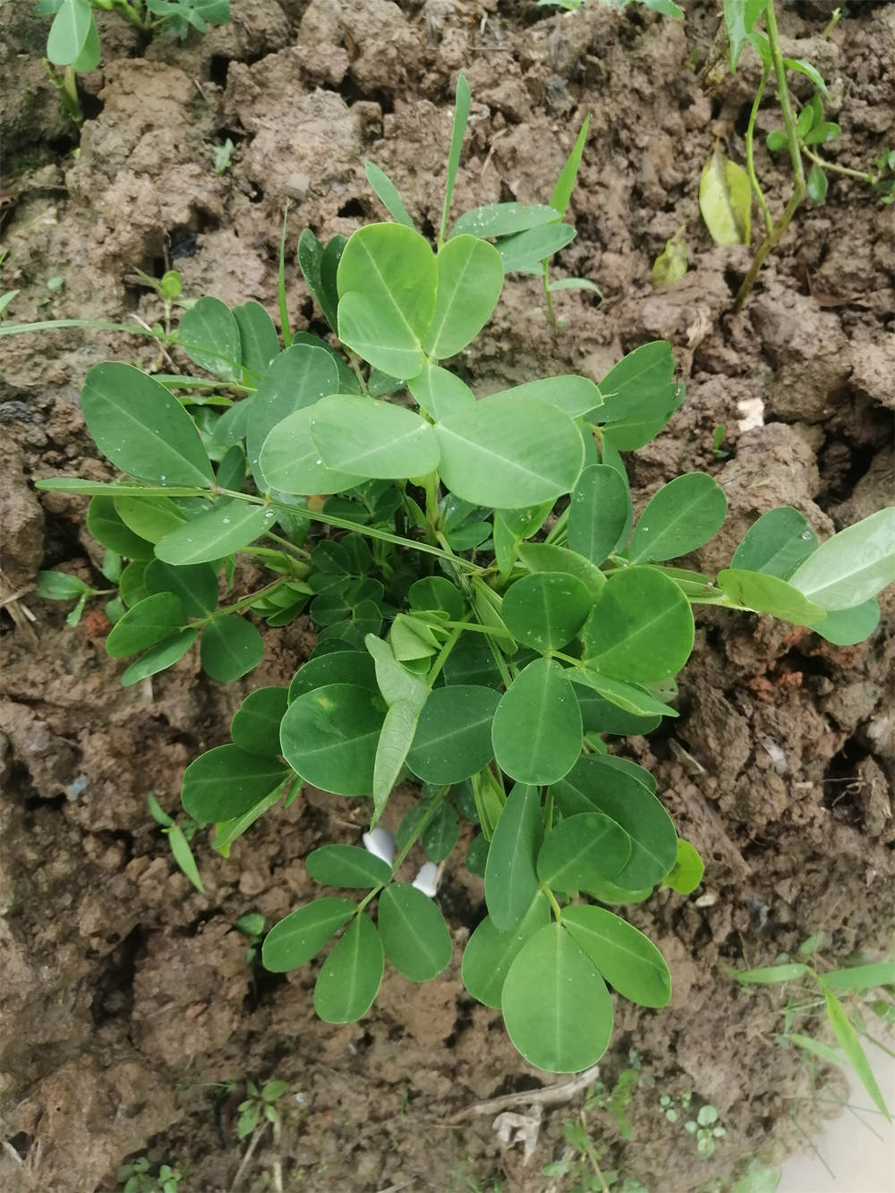 菜