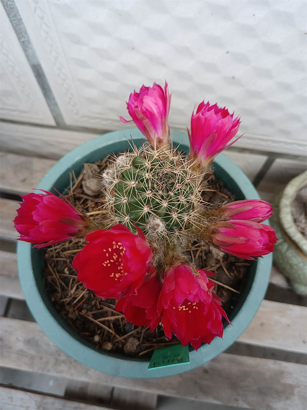 仙人球