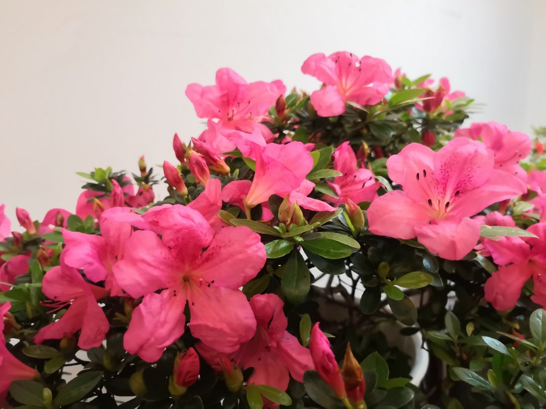 杜鹃花