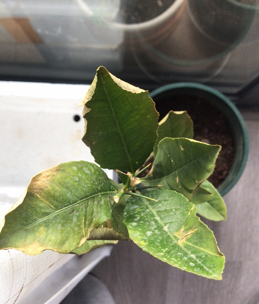 花卉