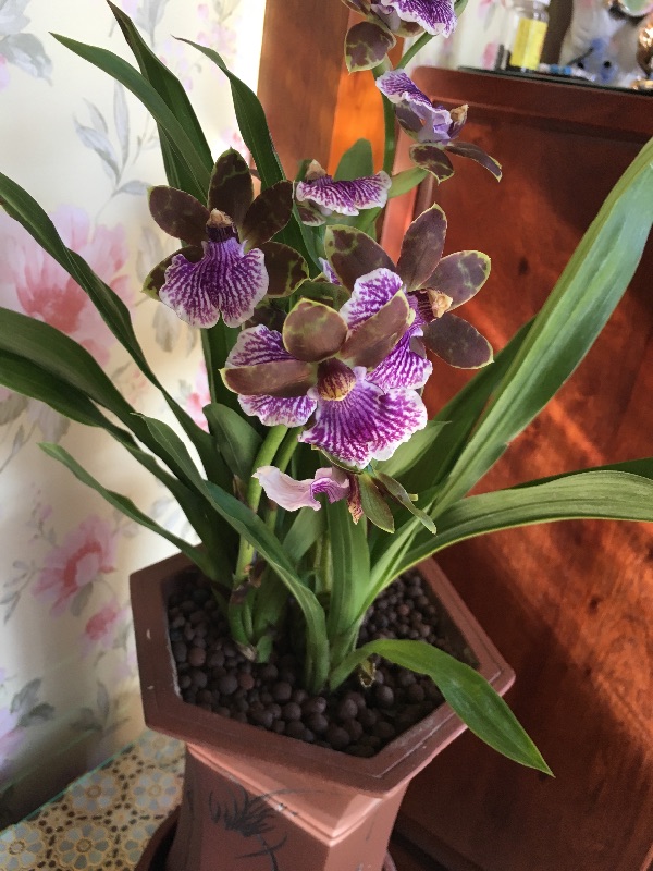 花香四溢紫香兰