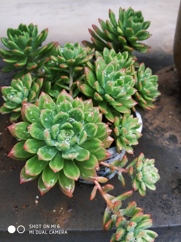 雨淋的多肉干净