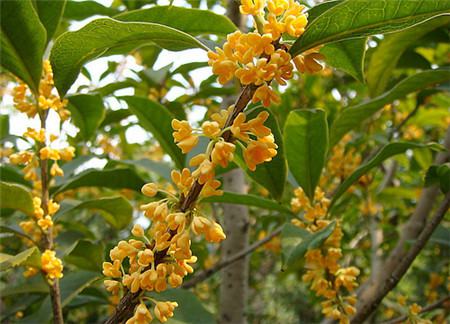 桂花花期 桂花花期