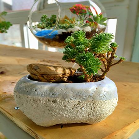 球松的形状 球松的形状