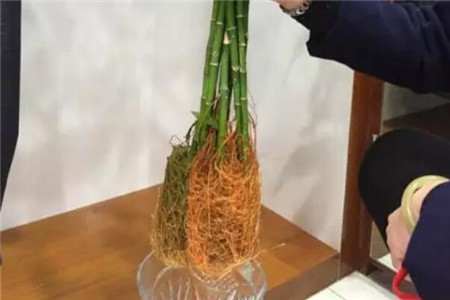 根太多 根太多