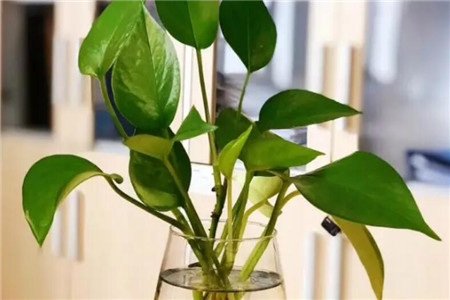 水培植株 水培植株