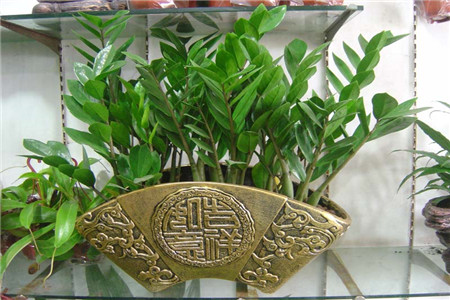 金钱树
