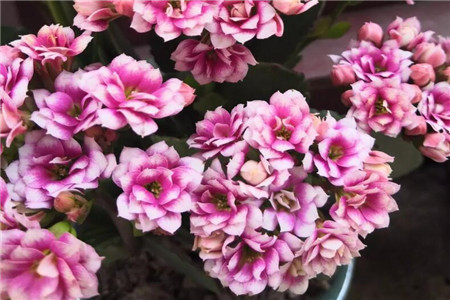 长寿花 长寿花