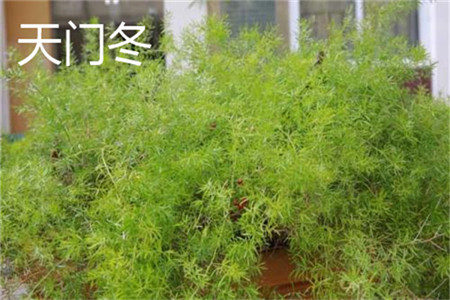 天门冬