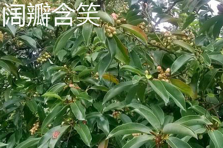 阔瓣含笑