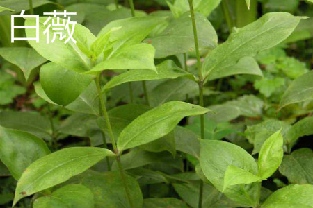 白薇 白薇