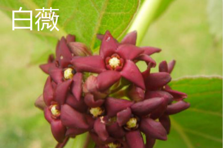白薇 白薇