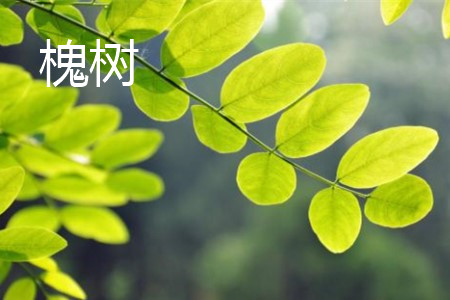 槐树