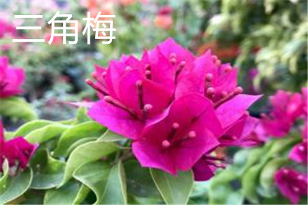 三角梅 三角梅