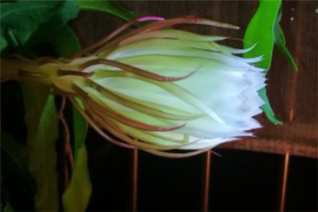 昙花 昙花