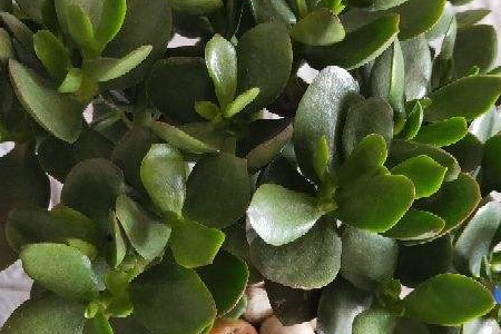 玉树