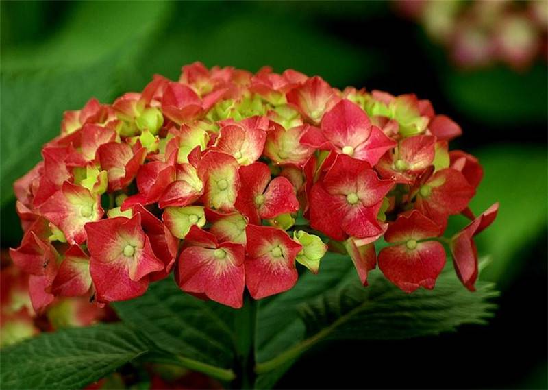八仙花开,无尽夏来