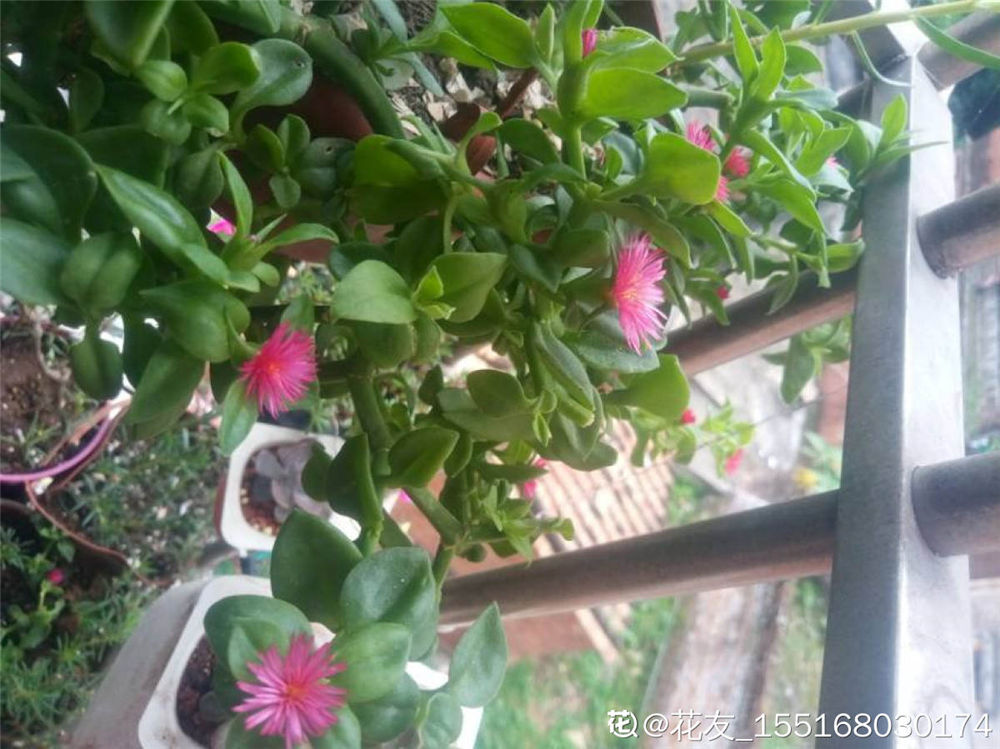 牡丹吊兰 牡丹吊兰