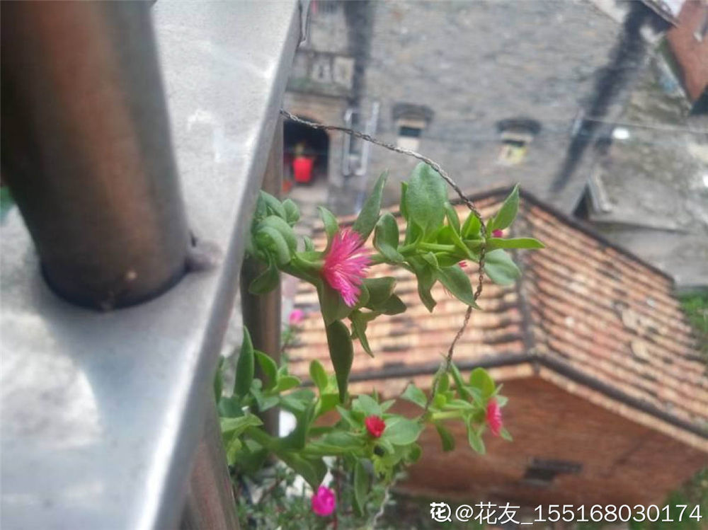 牡丹吊兰 牡丹吊兰