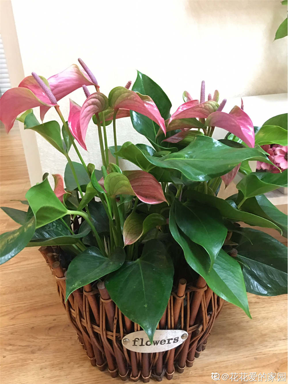 粉掌