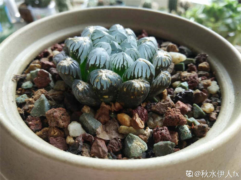 冰灯玉露 冰灯玉露